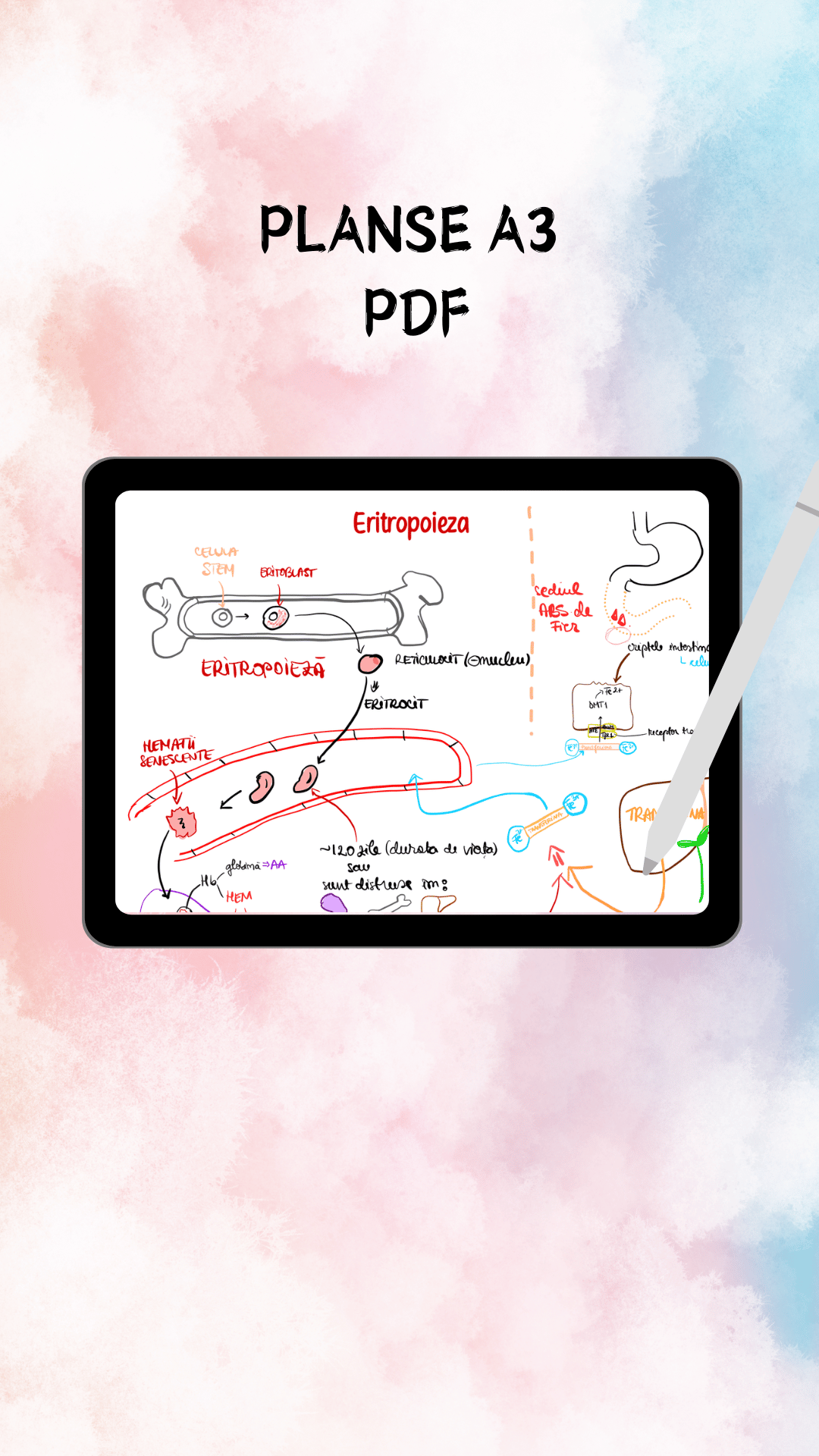 Hematologie - imagine 2